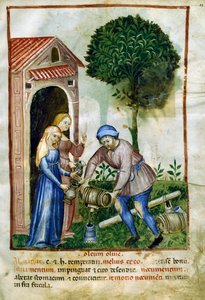 Olive oil, miniature from Tacuinum Sanitatis, Latin edition بواسطة المدرسة الايطالية