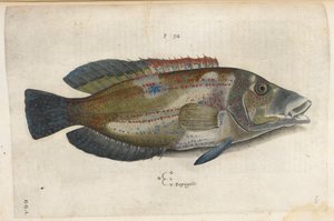ببغاء (Nematistius pectoralis) ، رسم توضيحي من "Aquatilium Animalium Historiæ Liber primus" ، بقلم إيبوليتو سالفياني بواسطة المدرسة الايطالية