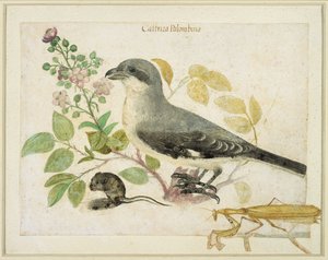 صرد وصراع فرس النبي (مرحاض على ورق) (لمتحف Cassiano dal Pozzo Paper Museum) بواسطة المدرسة الايطالية