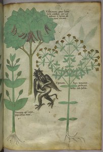 Sloane 4016 f.103 صورة مصغرة للنباتات والشيطان: عشب Ypericon ، من المفترض أنه طرد الشياطين ، من 
