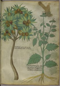 Sloane 4016 f.36 "رسالة في الأعشاب" ، حوالي 1440 (رق) بواسطة المدرسة الايطالية