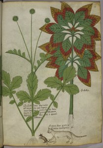 Sloane 4016 f.40 Plants، from 