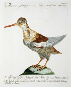 قنص ، c.1767-76 (النقش الملون باليد) بواسطة المدرسة الايطالية