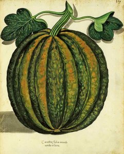 سكواش من قبل Ulisse Aldrovandi (1522 - 1605) لوحة نشرت في Piante Fiori Frutti (نقش ملون باليد). بواسطة المدرسة الايطالية