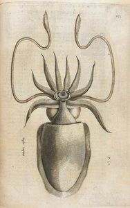 الحبار ، رسم توضيحي من "Aquatilium Animalium Historiæ Liber Primus" بقلم إيبوليتو سالفياني بواسطة المدرسة الايطالية
