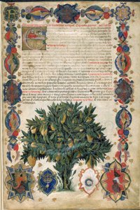 صفحة نصية ذات حدود مزخرفة ، رسم توضيحي من "Carrara Herbal" ، بادوفا ، حوالي 1400 (قلم وحبر مع ذهبي على ورق) بواسطة المدرسة الايطالية