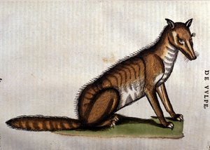 الثعلب ، رسم توضيحي من هيستوريا أميناليوم بقلم كونراد جيزنر ، 1560 بواسطة المدرسة الايطالية