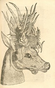 رسم توضيحي لكابريولوس بوليسيروس من ألدروفانديس تاريخ الوحوش ، 1642 بواسطة المدرسة الايطالية