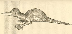 رسم توضيحي لأنابيب Draco marinus monophthalmos من Aldrovandis تاريخ الوحوش ، 1642 بواسطة المدرسة الايطالية