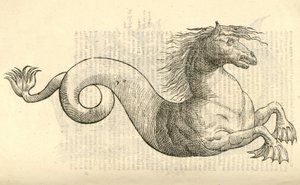 رسم توضيحي ل Equus marinus monstrosus من Aldrovandis تاريخ الوحوش ، 1642 بواسطة المدرسة الايطالية
