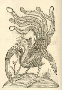 توضيح لجالوس إنديتوس أوريدتوس تراديلكتيلوس من ألدروفانديس تاريخ الوحوش ، 1642 بواسطة المدرسة الايطالية