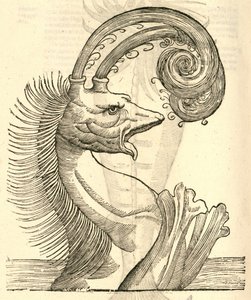 مثال على Pseudophyseter من تاريخ Aldrovandis من الوحوش ، 1642 بواسطة المدرسة الايطالية