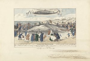 حوت العنبر تقطعت به السبل في Egmond aan Zee ، 1764 إلى الشمال مباشرة من Egmond op Zee ، Cagelot أو Potwhale. تقطعت بهم السبل على قيد الحياة في 15 فبراير: 1764. (العنوان على الكائن) بواسطة كورنيليس فان نورد