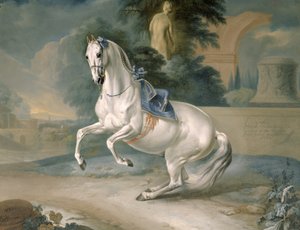 الفحل الأبيض Leal en levade ، 1721
