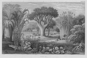 Canes etc (coloured engraving)