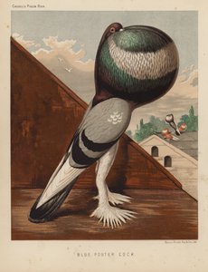 الحمام: Blue Pouter Cock (color litho)