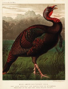 الديك الرومي الأمريكي البري، Meleagris Gallopavo