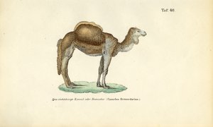  بواسطة 