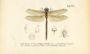 اليعاسيب بأفواهها ويرقاتها بواسطة J. W. Tenhaeff