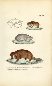 جرذان الخلد والقندس بواسطة J. W. Tenhaeff