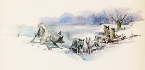 مجموعة ذئاب ، من Call of Wild ، رواية مغامرات لجاك لندن (1876-1916) ، رسم بواسطة جاك لندن