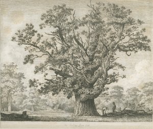 Needwood - Swilcar Oak: النقش ، بدون تاريخ [c 1820-1850] بواسطة يعقوب جورج سترات