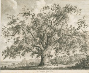 توتبيري - "Wych Elm": النقش ، بدون تاريخ [c 1820] بواسطة يعقوب جورج سترات