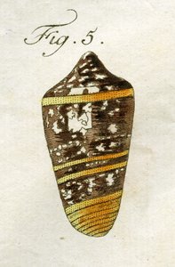 رسم توضيحي لـ Conus Ammiralis (سلالات فرعية Summus) ، 1790 (نقش ملون باليد)