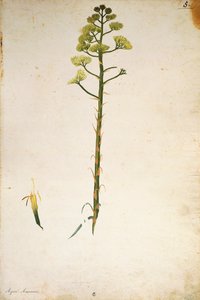 Century plant flower (Agave americana) by Jacopo Ligozzi