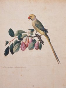 Prunus domestica ، من الإسكندر الببغاء من بواسطة جاكوبو ليغوزي