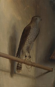 صقر عصفور. 1510s بواسطة جاكوبو دي برباري