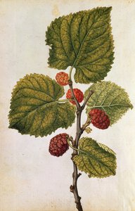 التوت: موروس نيجرا، حوالي عام 1568 (طباعة حجرية ملونة) بواسطة جاك (1533-88) لو موين