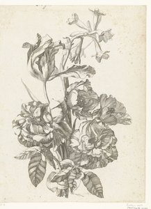 باقة من الفاونيا والزنبق والبروديا Diverses Fleurs mises en Boucquets (عنوان السلسلة) بواسطة جاك بيلي (أنا)