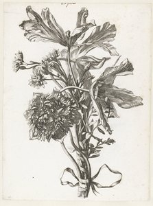 باقة من زهور الأقحوان الباهتة وشقائق النعمان والخلود Diverses Fleurs mises en Boucquets (عنوان السلسلة) بواسطة جاك بيلي (أنا)