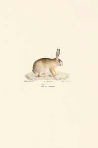 الأرنب الأوروبي بواسطة Jacques Christophe Werner