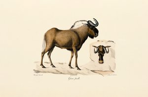  بواسطة 