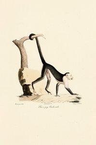 ذكر الكبوشي أبيض الحلق الأبيض