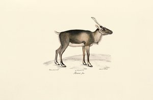 غزال المسك السيبيري (Moschus moschus moschiferus) بواسطة Jacques Christophe Werner