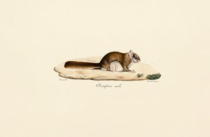 السنجاب الطائر الجنوبي (ذكر) بواسطة Jacques Christophe Werner