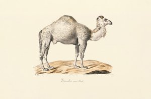  بواسطة 