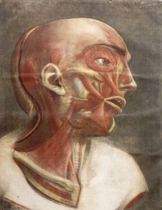 رئيس تشريحي ، من "Myology الكامل في اللون والحجم الطبيعي" ، 1746