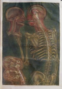 الدماغ والحبل الشوكي ، من &39;Exposition Anatomique de la Structure du Corps Humain&39; ، 1759 (mezzotint)