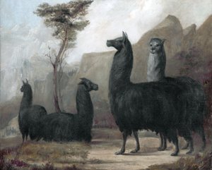 الألبكة بواسطة جاك لوران اجاسي