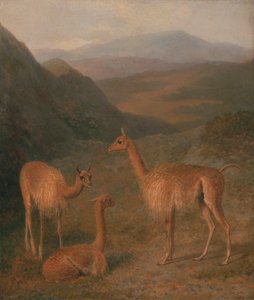 فيكوناس بواسطة Jacques Laurent Agasse