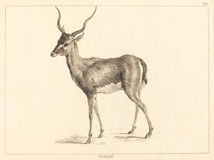 غزال (غزال)