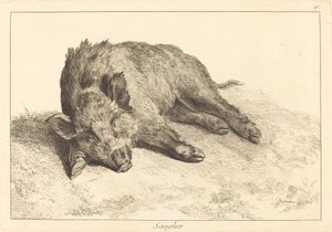 Sanglier (خنزير بري مستلقٍ ، اتجه إلى اليسار)