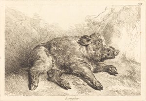 Sanglier (خنزير بري مستلقٍ ، اتجه إلى اليمين)