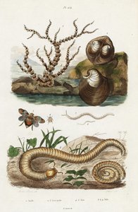 الخيزران المرجان ، و oxheart clam و planthoppers.