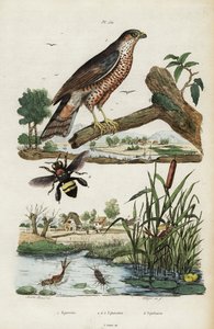طائر الباشق ، ذبابة مايو والنحل ، 1834-1839 (نقش)