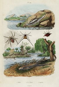 سبيكة البحر ، عنكبوت الحديقة ورائحة أوروبية ، 1834-1839 (نقش)